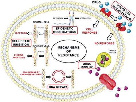 Establishment of Drug-resistant Cell Lines as a Model in Experimental Oncology: A Review