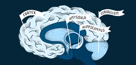 Brain structure changes in autism, explained | Spectrum | Autism Research News