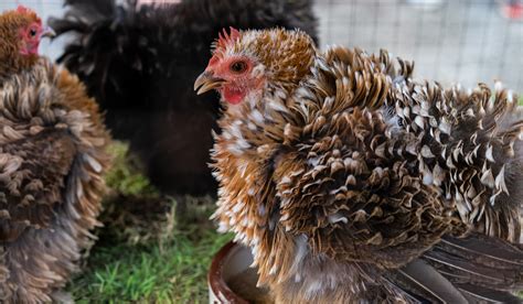 Frizzle Chicken Breed Profile - Farmhouse Guide