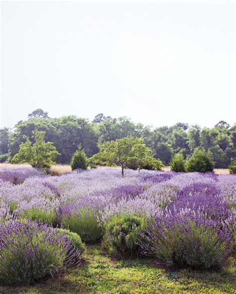 Your Five-Point Plan for a Deer-Resistant Garden | Deer resistant garden, Growing lavender ...