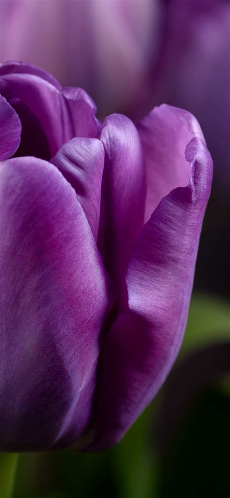 Purple tulips Wallpaper 4K, Closeup, Macro, Bokeh, #5946