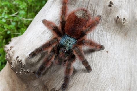 Caribena versicolor • 3/4" spiderlings • Arachnoiden