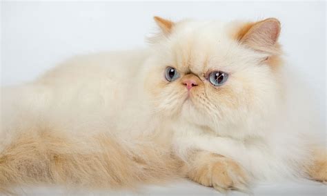 13 Cat Breeds With Blue Eyes | BeChewy