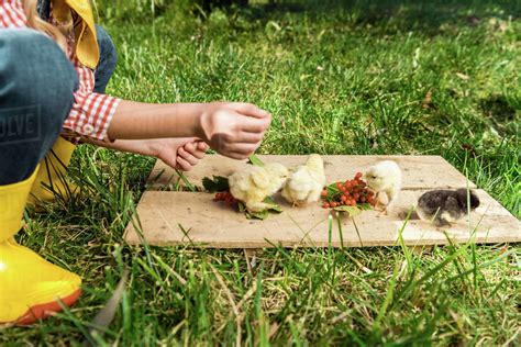 Cropped image of little girl feeding baby chicks by rowan on wooden ...