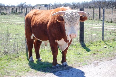 Working ranches in Menard, TX with hunting and cattle | Whitehead Ranches