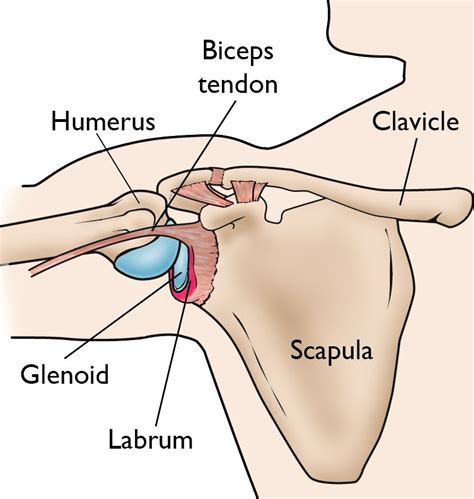 SLAP Tears - OrthoInfo - AAOS