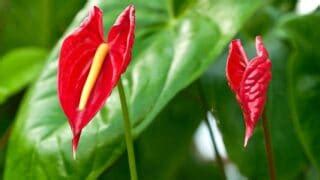 Anthurium Meaning And Symbolism — The Anthurium Flower