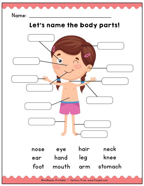 Body Parts Worksheets For Preschool Preschool My Body - vrogue.co