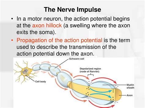 PPT - Chapter 2 Nerve Cells and Nerve Impulses PowerPoint Presentation - ID:285928