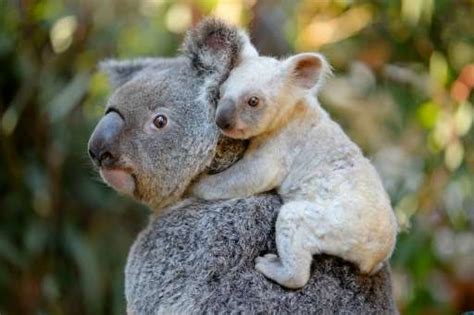 Rare white koala born at Australian zoo