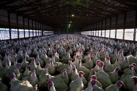 U.S. turkey prices recede as supply climbs 7% from 2015 | Northwest Arkansas Democrat-Gazette