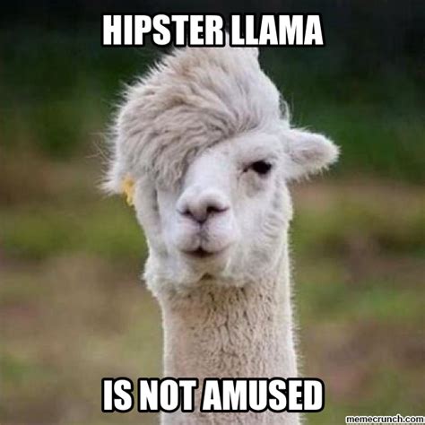 funny llama | Llama, Funny animal pictures, Funny llama