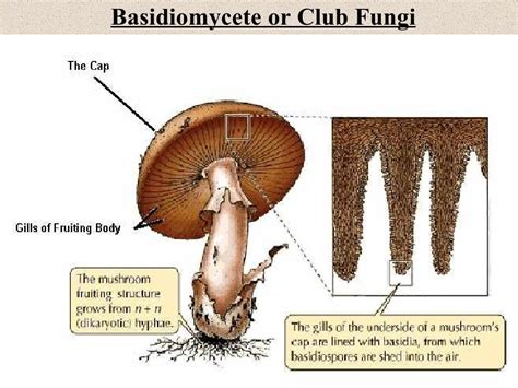 Fungi