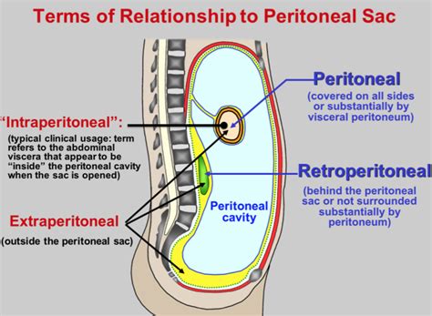 Image result for extraperitoneal | Abdominal, Anatomy, Cavities