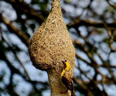 Weaver Bird Nest