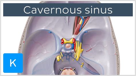 Cavernous Sinus - Location, Drainage & Function - Human Anatomy ...