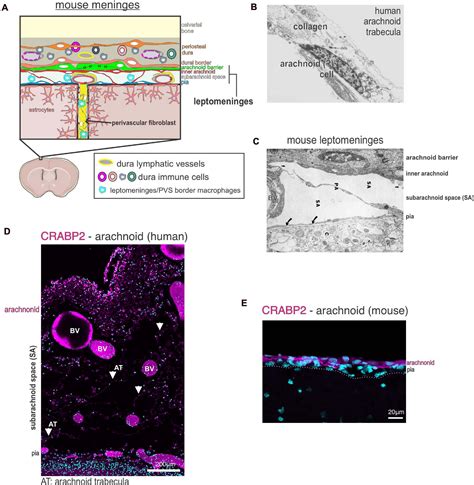 Spinal Cord Meninges Histology