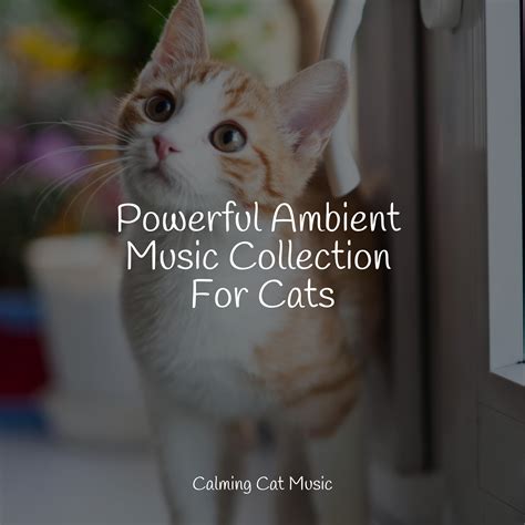 Powerful Ambient Music Collection For Cats - Cat Music Therapy - 专辑 - 网易云音乐