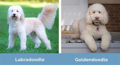 Labradoodle vs. Goldendoodle: What's the Difference? | Hepper