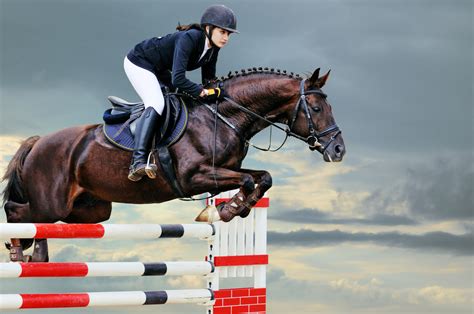 Best Horse Breeds for Show Jumping – Equestrian Space