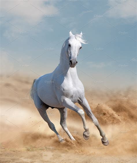 arabian horse running in desert | High-Quality Stock Photos ~ Creative Market