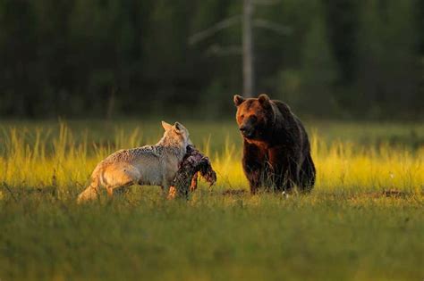 Why grey wolves kill less prey when brown bears are around | New Scientist