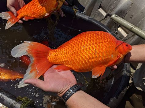 Oversize Goldfish Are Taking Over One Minnesota Lake, Causing Issues For Local Fish ...