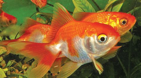 What should I feed my goldfish? – Eastern Shore Sun