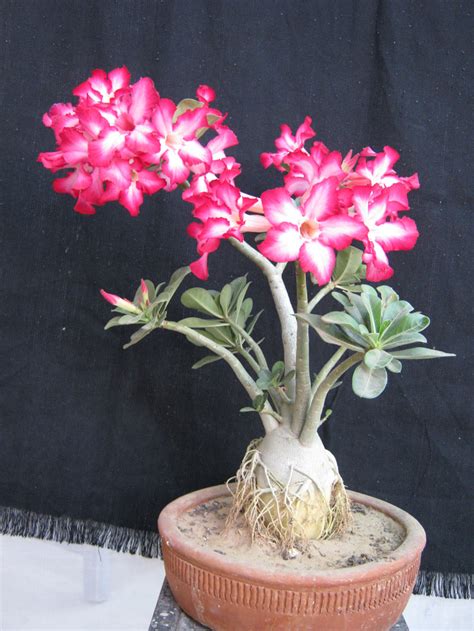 Adenium Bonsai Obesum Desert Rose Rajasthan Jaipur