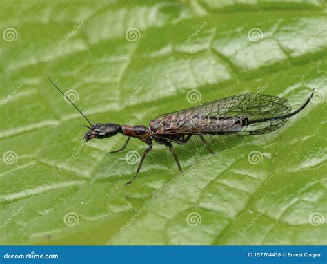 A72 Snakefly Agulla Adnixa Female P1010007 Stock Photo - Image of fauna, raphidioptera: 157704438