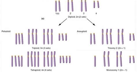 Plant Life: Polyploidy and aneuploidy