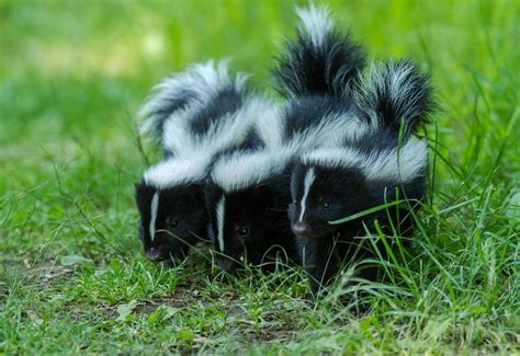 billmcmullenphotography | Baby skunks, Skunk, Canadian wildlife