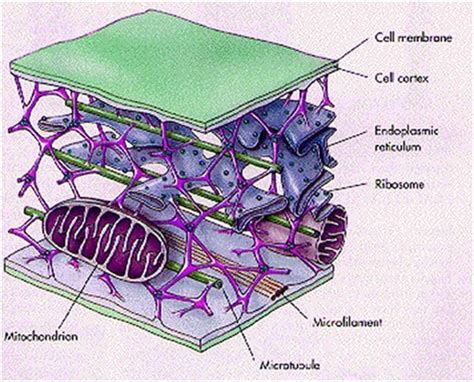 Cytoskeleton - Structure and Function of Cytoskeleton