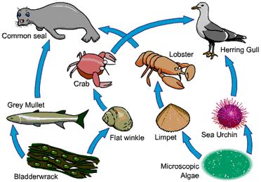 Aquatic Food Web Diagram