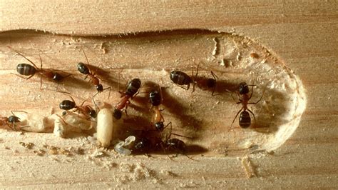 How to get rid of carpenter ant in Vancouver