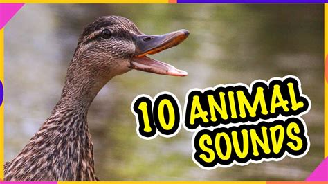 10 ANIMAL SOUND EFFECTS (with pictures) - YouTube