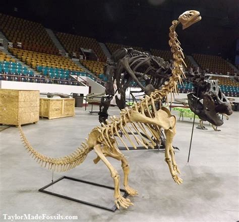 Dinosaur rental T-rex skulls skeletons dinosaur fossils casts for sale, rent or lease at ...