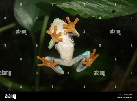 Red-eyed tree frog Agalychnis callidryas showing suction pads on feet which facilitate its ...