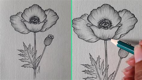 Poppy Flower Drawing Images | Best Flower Site