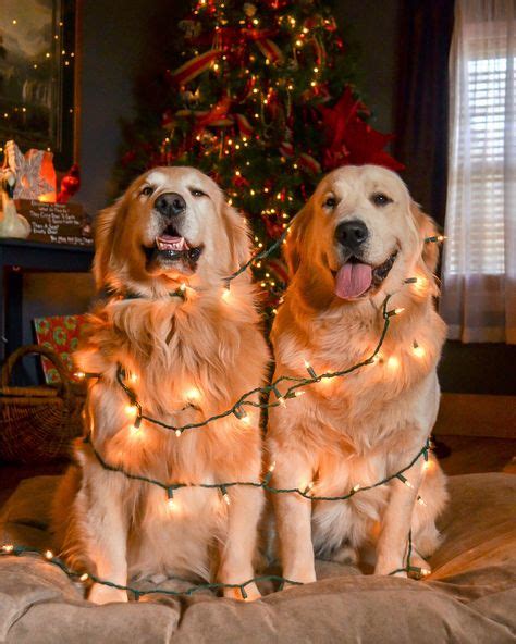 Golden retrievers puppa Tavish and joyful Jax with big smiles on ...