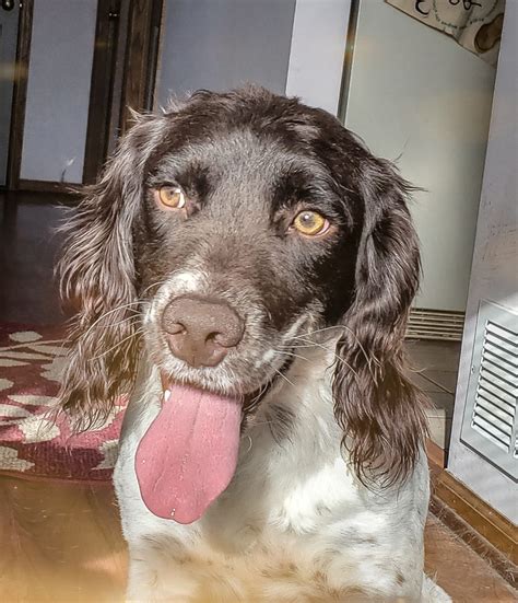 Field Bred English Springer Spaniel Puppies For Sale ⋆ PrairieRose Gundogs - Premium Field Bred ...