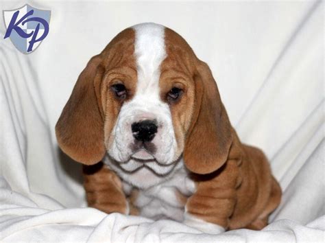 Bully basset, puppy. A basset hound and English bulldog mix. Adorable ...