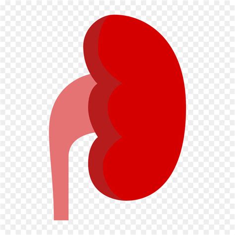 Kidney clipart, Kidney Transparent FREE for download on WebStockReview 2024