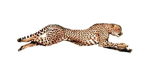 Running Cheetah Transparent Background PNG