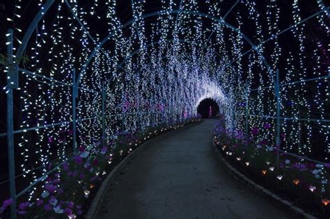 Ashikaga Flower Park In Winter | Best Flower Site