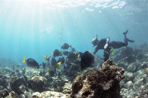 5 of the Best Underwater Galapagos Photography Tips