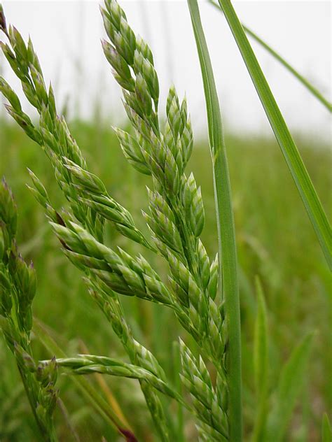 Poa pratensis (Kentucky blue grass): Go Botany