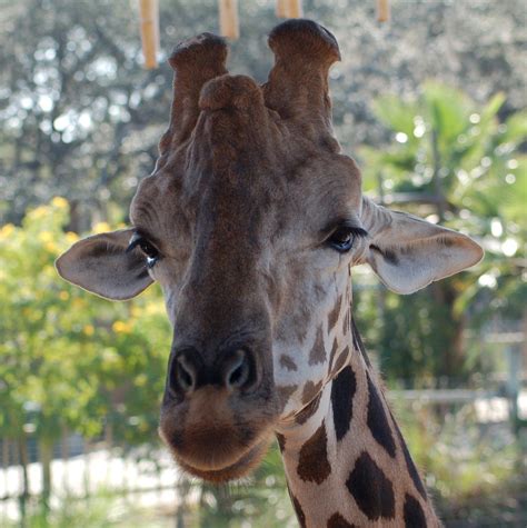 Tampa Zoo Free Photo Download | FreeImages