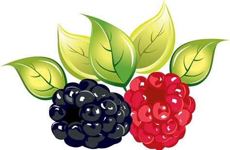 Rasberry Clipart PNG Image - PurePNG | Free transparent CC0 PNG Image ...