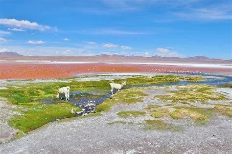 Uyuni Salt Flats - Quaint Planet